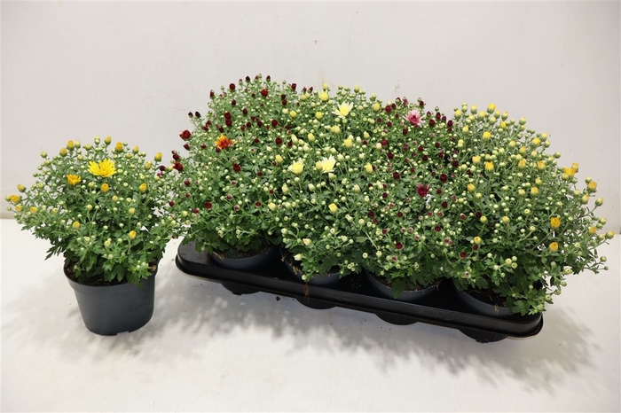 <h4>arr8 Chrys Garden Mums Gm</h4>