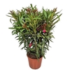 Nerium Oleander Bush - 2054