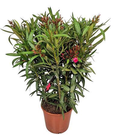 Nerium Oleander Bush - 2054