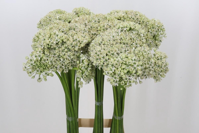 <h4>Allium Nigrum</h4>