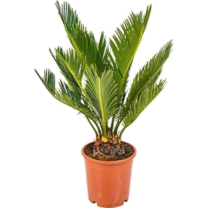 CYCAS REVOLUTA
