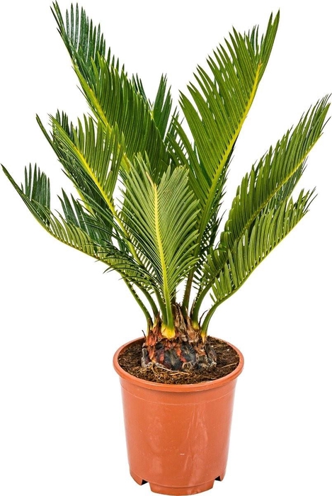 <h4>CYCAS REVOLUTA</h4>