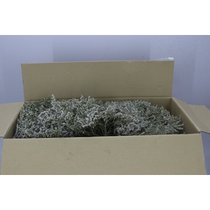 Tataricum Box 1 Kilo