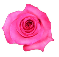 <h4>R Gr Purple Cezanne Hot Pink 40cm EC</h4>