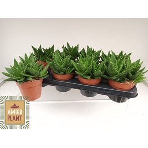 ALOE PERFOLIATA
