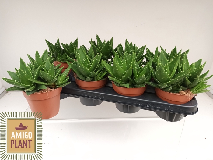 <h4>ALOE PERFOLIATA</h4>