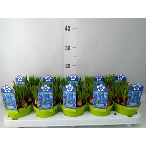 Muscari  'Magic Blue'