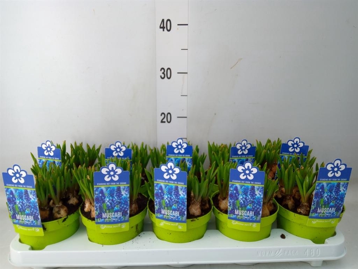<h4>Muscari 'Magic Blue'</h4>