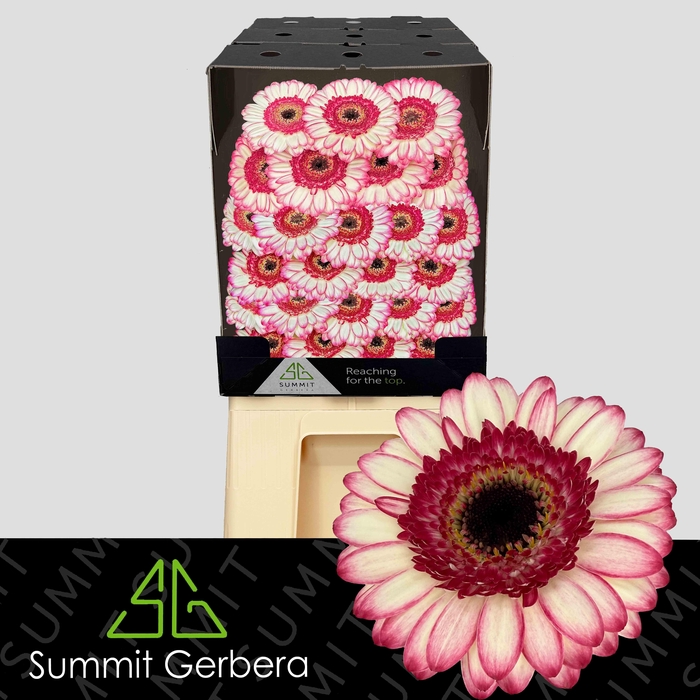 <h4>Germini Happy Hour Diamond</h4>