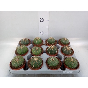 Cactus ...
