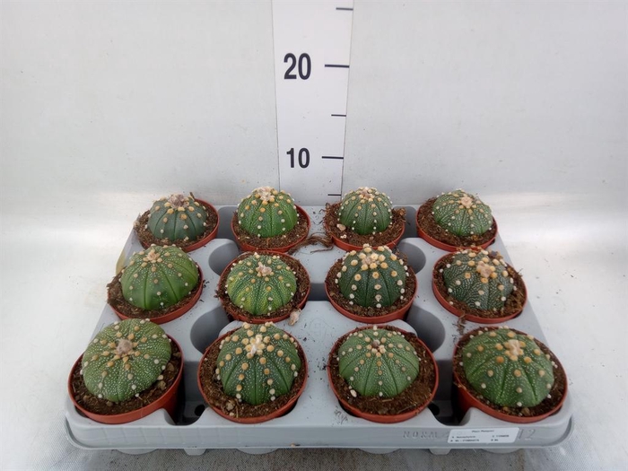 <h4>Cactus   ...</h4>