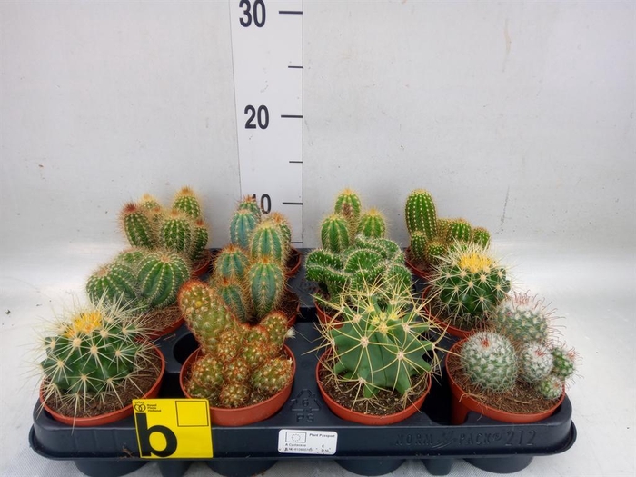 <h4>Cactus   ...mix</h4>
