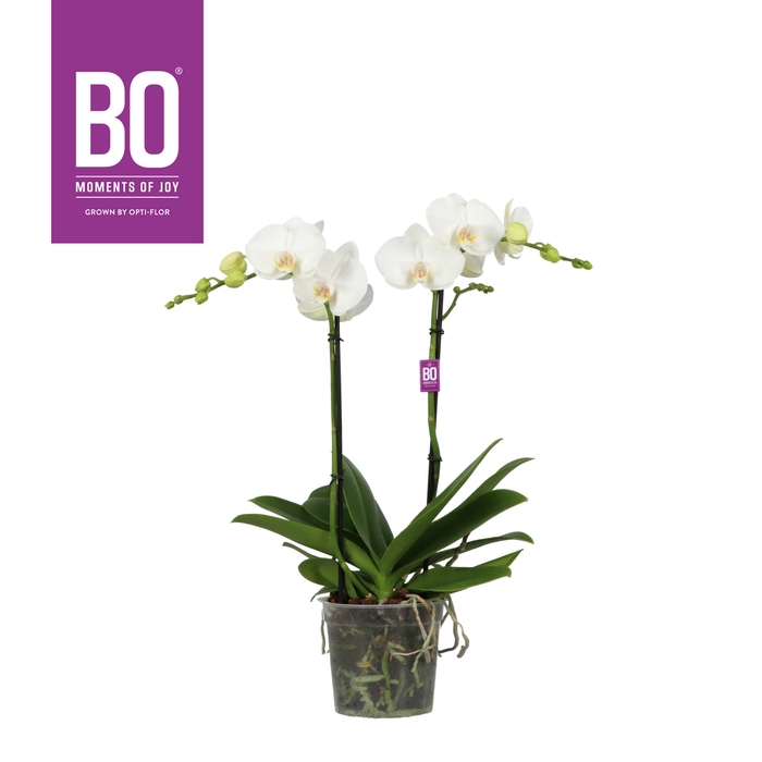 <h4>Phalaenopsis wit meer takken</h4>