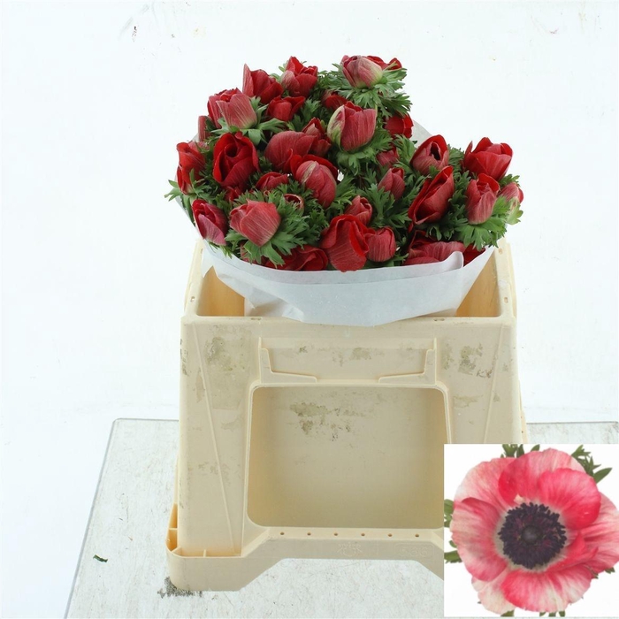 <h4>ANEM CO MIS + RED</h4>