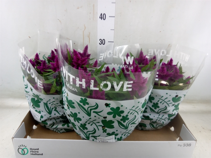 <h4>Celosia arg. SP 'Intenz'</h4>
