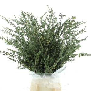 PINUS CEDRO DEL LIBANO WITH NUTS