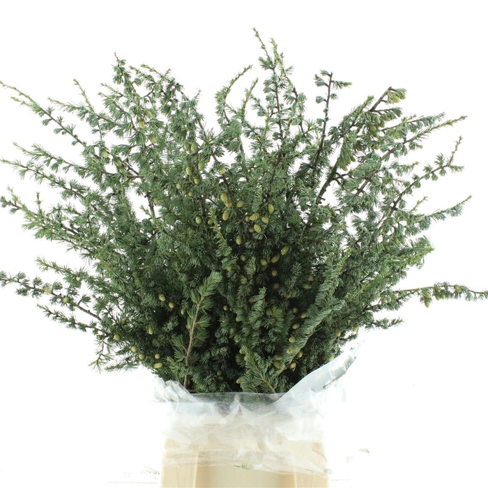 <h4>PINUS CEDRO DEL LIBANO WITH NUTS</h4>