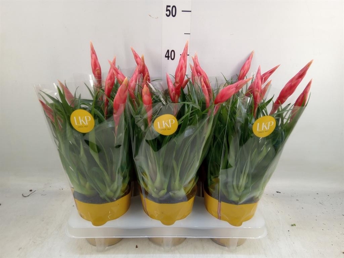 <h4>Vriesea  'Astrid'</h4>