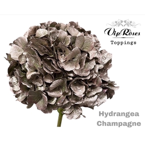 Hydr M Champagne