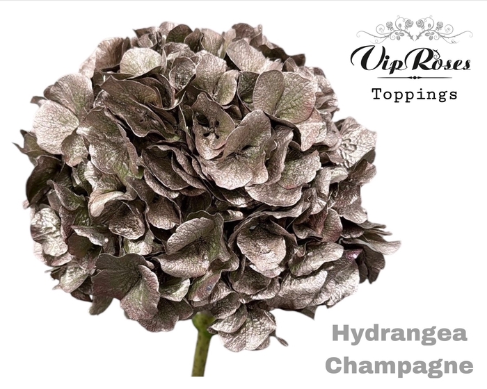 <h4>HYDR M CHAMPAGNE</h4>