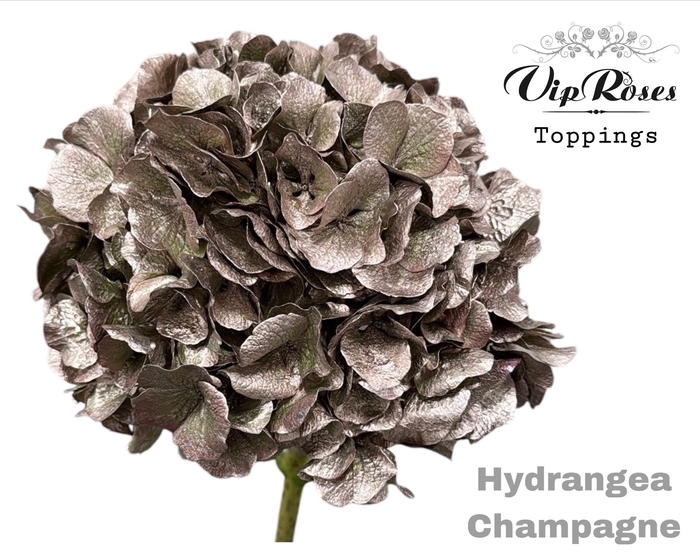 <h4>Hydr M Champagne</h4>
