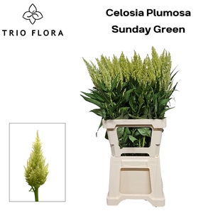 CEL P SUNDAY GREEN 996