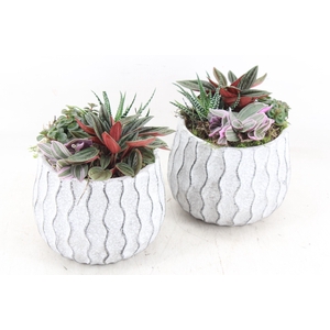 arr3 SN - Ker. pot squigle 999/6