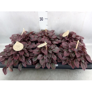 Peperomia