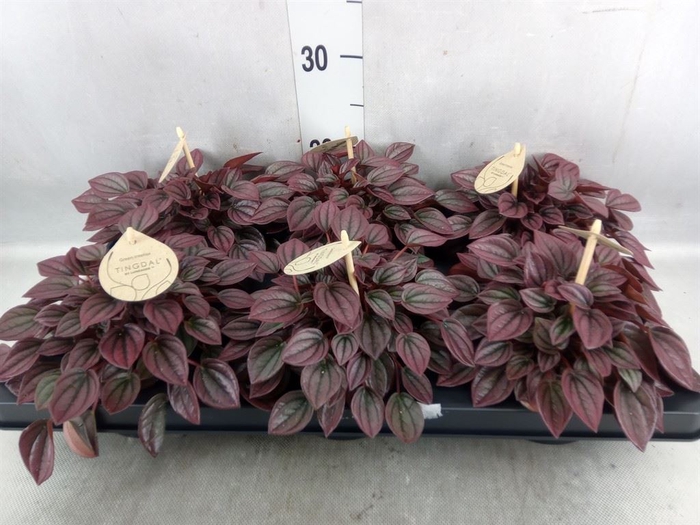 <h4>Peperomia</h4>