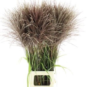 Miscanthus Malepartus