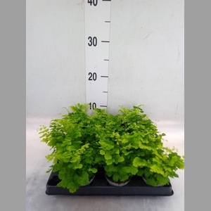 Adiantum raddi. 'Fritz-Luthi'