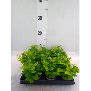 Adiantum raddi. 'Fritz-Luthi'