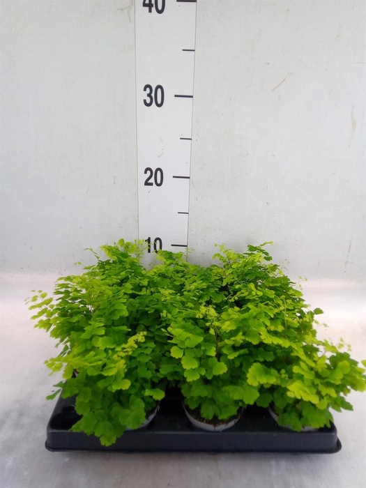 <h4>Adiantum raddi. 'Fritz-Luthi'</h4>