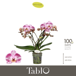 Phalaenopsis   ...rose