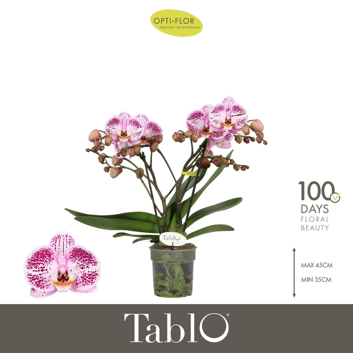 <h4>Phalaenopsis   ...rose</h4>