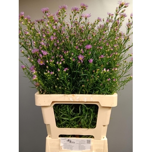 AST (UNIVERSUM GRP) PINK STAR 60 GR