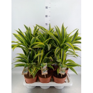 Dracaena fr de 'LemonLime'