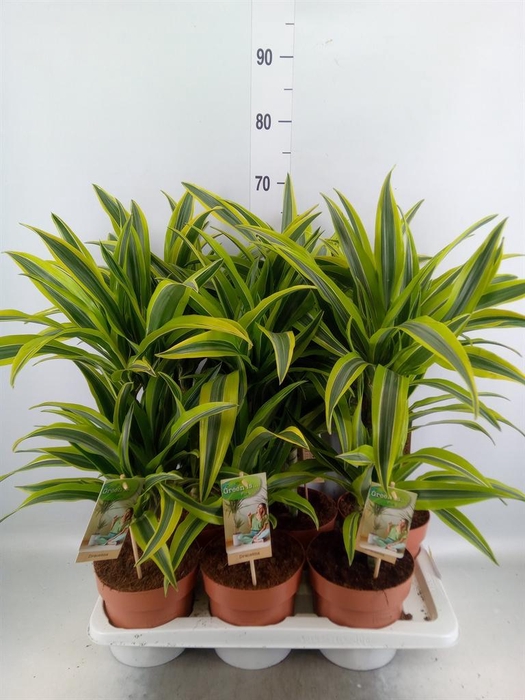 <h4>Dracaena fr de 'LemonLime'</h4>