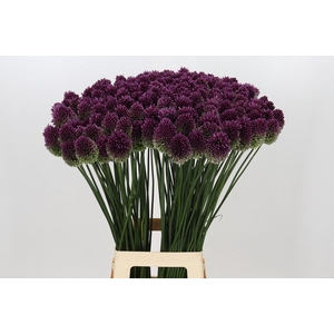 Allium Sphaerocephalon