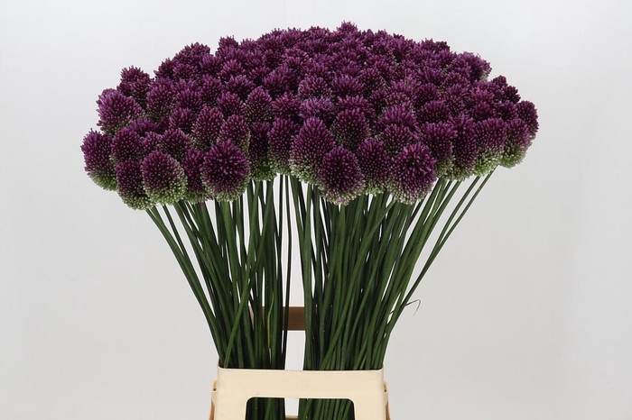 <h4>Allium Sphaerocephalon</h4>