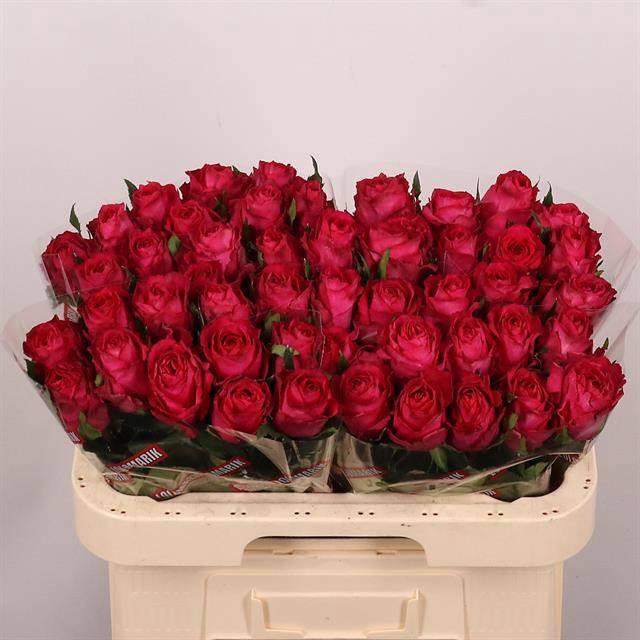 <h4>R GR MADAM CERISE</h4>