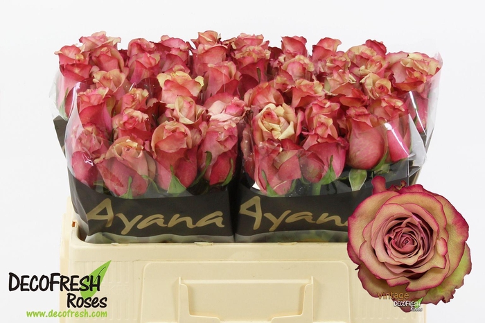 <h4>R Gr Vintage</h4>