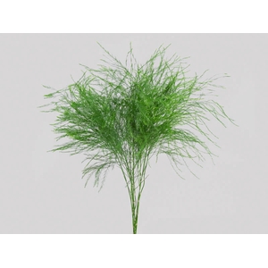 FOLHAGEM ASPARGO VASSOURINHA 070 CM