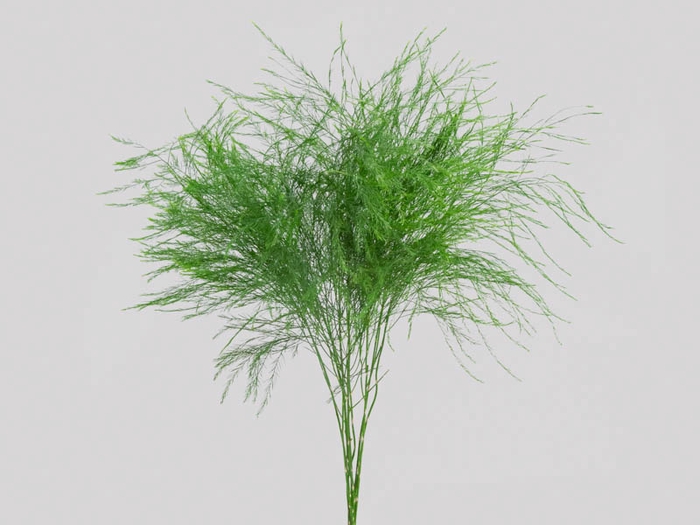 <h4>FOLHAGEM ASPARGO VASSOURINHA 070 CM</h4>