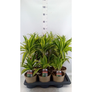 Dracaena fr de 'LemonLime'