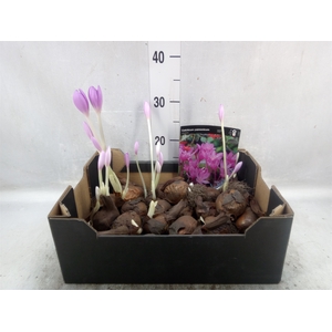 Flowerbulbs, corns or tubers   ...