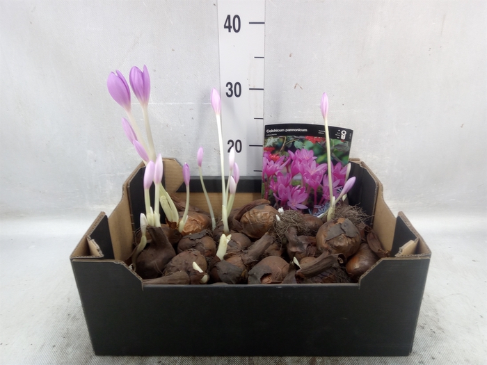 <h4>Flowerbulbs, corns or tubers   ...</h4>