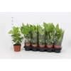 FATSIA OV