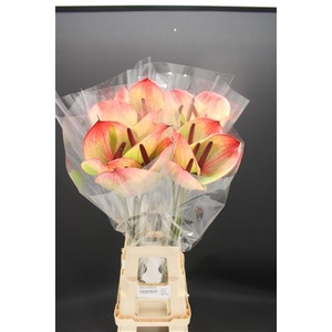 Anthurium Fortezza