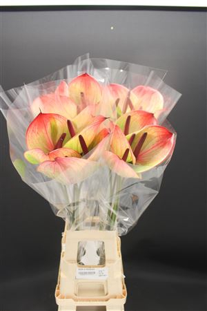 <h4>Anthurium Fortezza</h4>